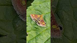 Mint Moths in June [upl. by Laurette384]