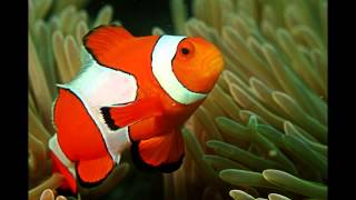 Focus on Species Clownfish aka anemonefish [upl. by Ecnarf161]