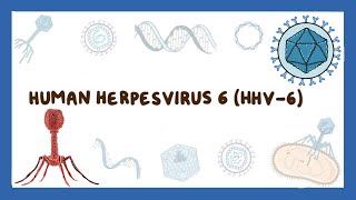 Human herpesvirus 6 Roseola [upl. by Dhar]