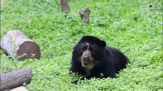 Zoo Welcomes New Andean Bear [upl. by Ronoc]