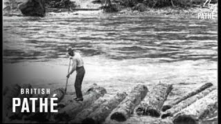 Logging In Idaho  USA 1926 [upl. by Olympe527]