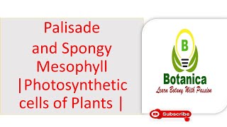 Leaf anatomyIII Palisade and Spongy Mesophyll Photosynthetic cells of Plants [upl. by Anuahsat]