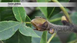 pignut hickory Carya glabra [upl. by Myranda]