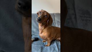 Mini dachshund’s reset button [upl. by Teage831]