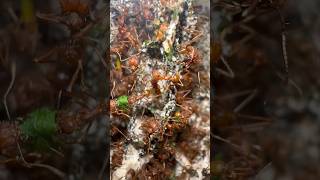 Inside A Leaf Cutter Ant Colony [upl. by Springer]