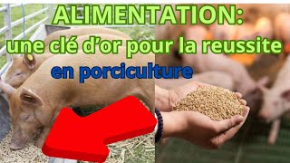 alimentation une clé dor pour la réussite porciculture gold Key to success in pig breeding [upl. by Renie594]