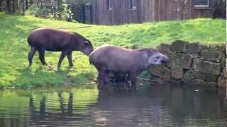 Gaiazoo  Braziliaanse tapir2 2010 [upl. by Sachs]