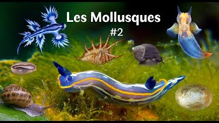 Les Mollusques Partie 23 [upl. by Eisso]