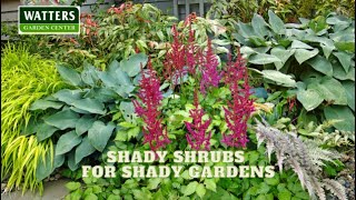 🪴 Shady Shrubs for Shady Gardens🪴 [upl. by Atinauj120]