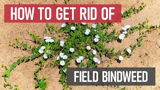 How to Get Rid of Field Bindweed Weed Management [upl. by Nylekoorb397]