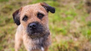 Border Terrier WOODY had een mooi verblijf in de Ardennen in BampB Ardenvie [upl. by Anneg132]