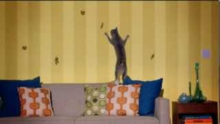 TV Commercial  Friskies  Seafood Sensations  Shadows  Your Pet Our Passion [upl. by Richarda]