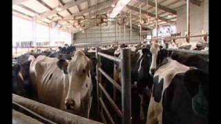 Pagels Ponderosa Dairy [upl. by Shelburne]