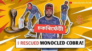 Monocled cobra চকৰী ফেটী।।। Rescue Khanamukh [upl. by Hobard500]