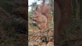 🐿Mr Zbyszek  wiewiórka 🐿😍 shorts wiewiórka squirrel redsquirrel springiscoming sweetanimals [upl. by Lativa]