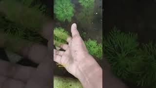 Limnophila Aquatica water plant Aquarium plant Best plant for guppy tank natural ponds [upl. by Gaston]