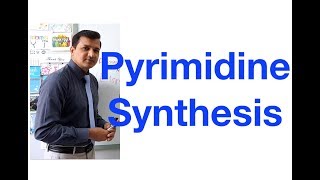 Pyrimidine Synthesis [upl. by Muire]