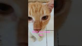 keluarga kecil cat funny lucudanmenggemaskan imut kucinglucu [upl. by Artap605]