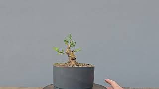 Pré Bonsai Buxus Harlandii 6 Anos [upl. by Nauqas]