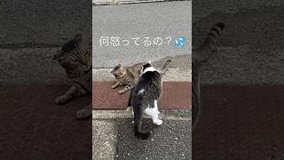 ぶち猫 トラ猫 喧嘩 逃げるぶち猫とらねこ 逃げるcatfight 喧嘩mikitychannel [upl. by Ytsud]