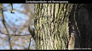 Gartenbaumläufer mit Gesang  Shorttoed treecreeper singing 1080p HD [upl. by Les]