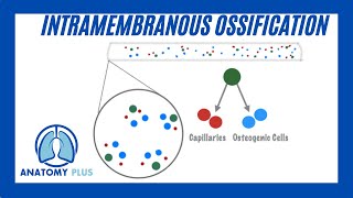 Intramembranous Ossification [upl. by Enihpesoj]