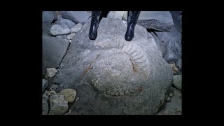 Lyme Regis fossil hunt ammonite pavement and museum tour [upl. by Azilanna]