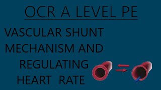 OCR A Level PE  Vascular Shunt Mechanism and The Regulation of HR During ExerciseRecovery [upl. by Shapiro]