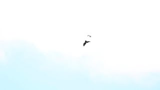 Bald Eagle vs Peregrine Falcon [upl. by Kciredorb]