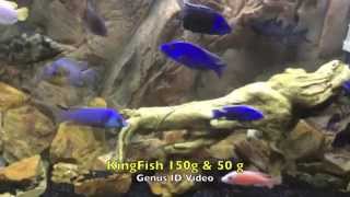 Best African Cichlid GenusSpecies Identification Video Ive seen [upl. by Kurland]