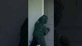 GHILLIE SUIT PRANK ghilliesuit prank funny Austink [upl. by Eltsirhc]