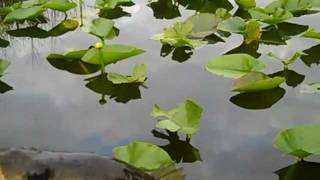 okeechobee Bass Fishing Lemkin Creek [upl. by Anibor571]