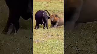 JustDelivered Buffalo Calf Faces HeartStopping Lion Attack [upl. by Eelegna]