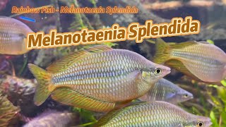 Rainbow Fish  Melanotaenia Splendida [upl. by Hofmann110]