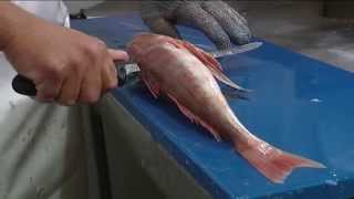 How to Fillet Gurnard  Techniques and Tips by Knifetechnz [upl. by Naic591]