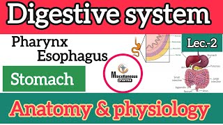 digestive system anatomy and physiology stomach  part2  B pharm 2nd semester [upl. by Coh361]