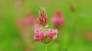 Cotswold Seeds First Hand Sainfoin with Vernon Bailey [upl. by Hollenbeck]