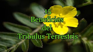 15 Beneficios del Tribulus Terrestris [upl. by Ameehsat31]