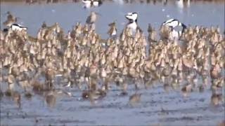 Clouds of golden plovers  Wolken Goudplevieren Texel Pluvialis apricaria [upl. by Llednohs235]