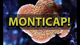 Monticap Coral Care  Montipora Capricornus [upl. by Bonny]