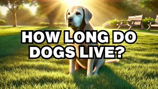 How Long Do Dogs Live Explained [upl. by Bedwell]