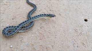 San Diego Gopher Snake California [upl. by Anilorac]