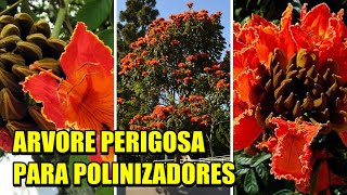 Espatódea Arvore muito perigosa para insetos polinizadores e aves como beija flores [upl. by Colwen]