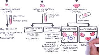 Anaemia anemia  classification microcytic normocytic and macrocytic and pathophysiology [upl. by Kernan]