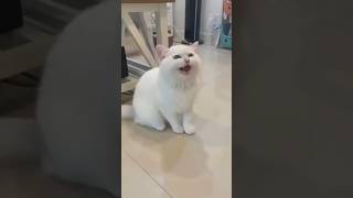 Cute cat smile 😁 trending funny entertainment [upl. by Demetris]