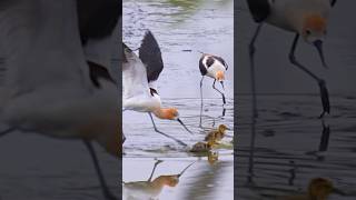 Mallard mom protect babies from Avocets birds wildlife birdlovers [upl. by Zolner]