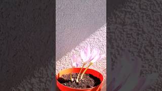 Autumn Crocus Timelapse timelapse plant progress [upl. by Surazal252]