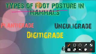 PLANTIGRADE DIGITIGRADE AND UNGULIGRADE FOOT POSTURE [upl. by Richarda]