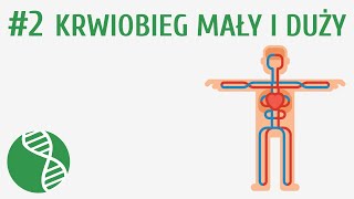 Krwiobieg mały i duży 2  Krążenie [upl. by Jacob521]