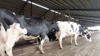 Estrous Behaviour of Cow [upl. by Atok]